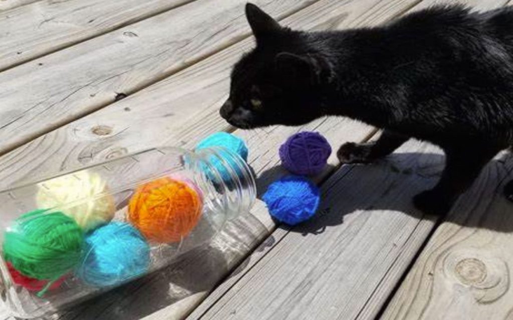 diy cat toys