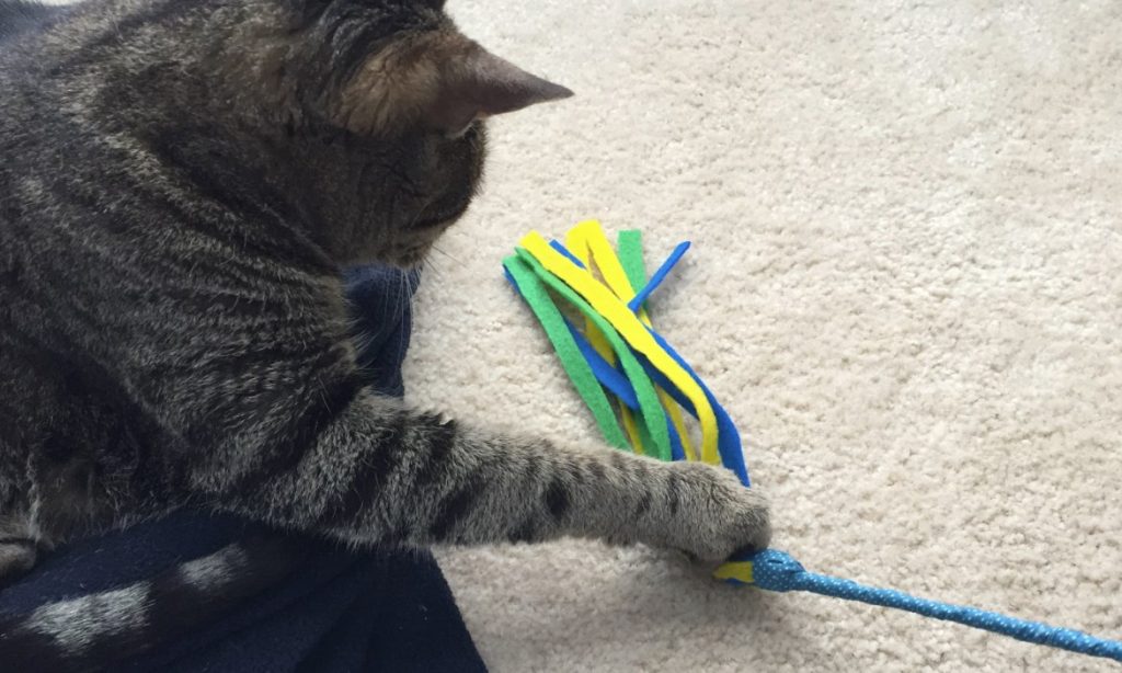 DIY: Creating DIY Cat Toys插图4